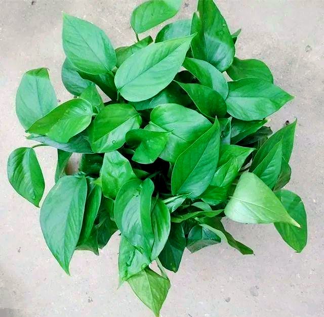 EllaHalt's tweet photo. Pro tip for your pothos: Rotate it weekly! It’ll grow straight, not toward the light. No more lopsided leaves—easy peasy! https://t.co/9K4gBlgAXv