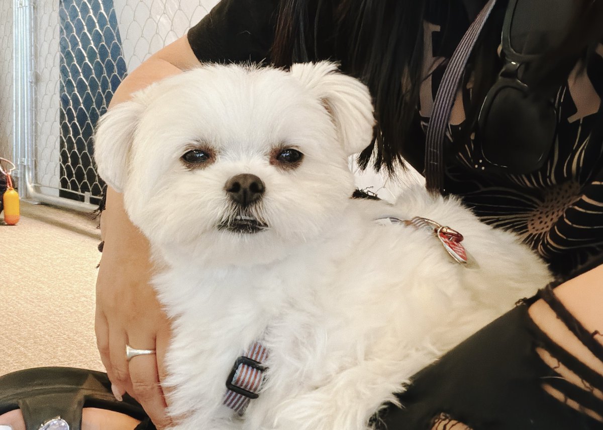 okomeisgoodgirl's tweet photo. 遊んで疲れて寝た犬 https://t.co/FDu5BHbkK1