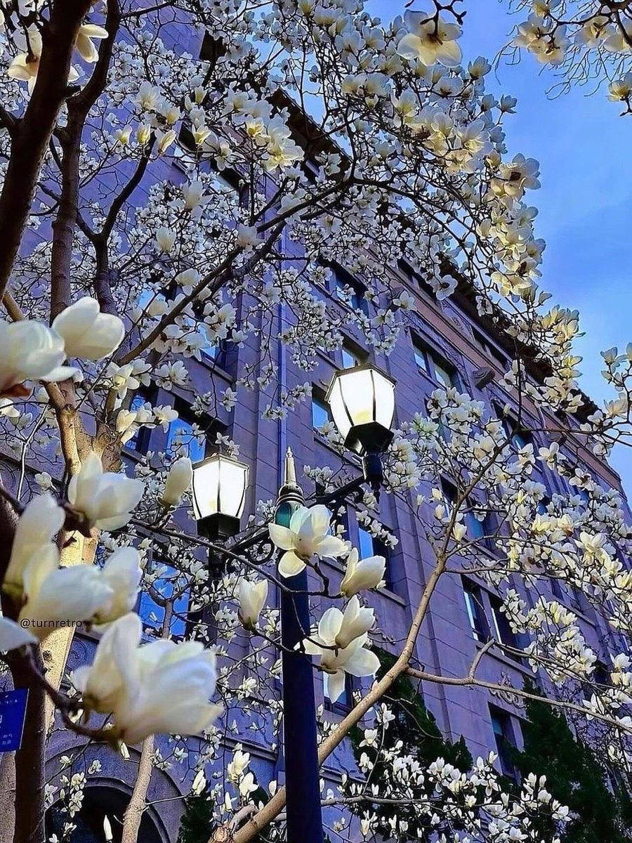 bloomele_'s tweet photo. blossom tree https://t.co/4ByyYJEsc3