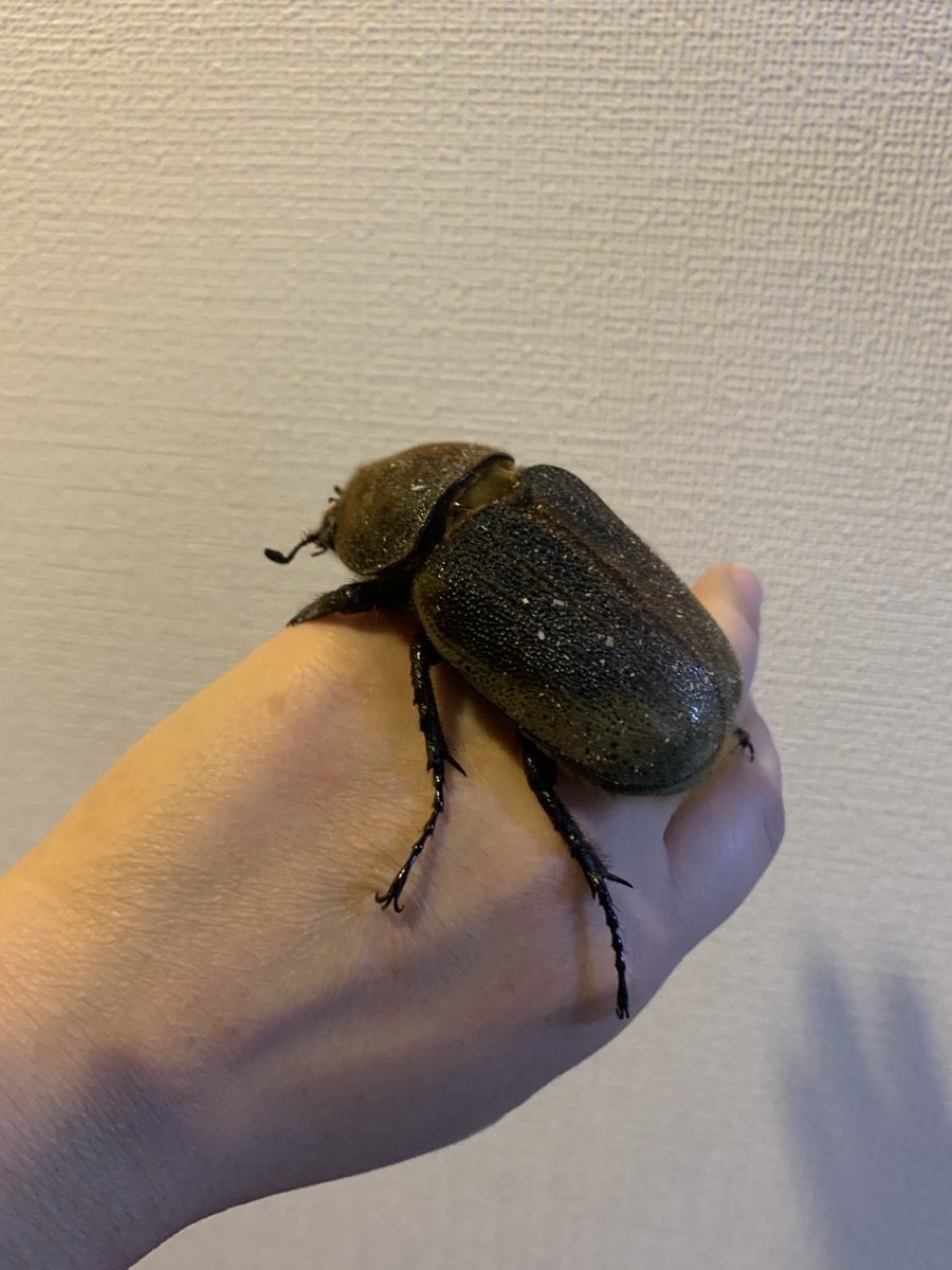 kyosuke02141's tweet photo. 本日19:15からの夜ザワ月曜日
メッセージテーマは「私のペット事情」

ペットとの思い出や飼ってみたいペット、
自分の癒しの存在を教えてください！
ちなみに最近水野家にお迎えしたのは男子のヒーロー「ヘラクレスオオカブト」のオスとメスです！

昆虫苦手な方は閲覧中止です。 https://t.co/QeZYHpPZE7