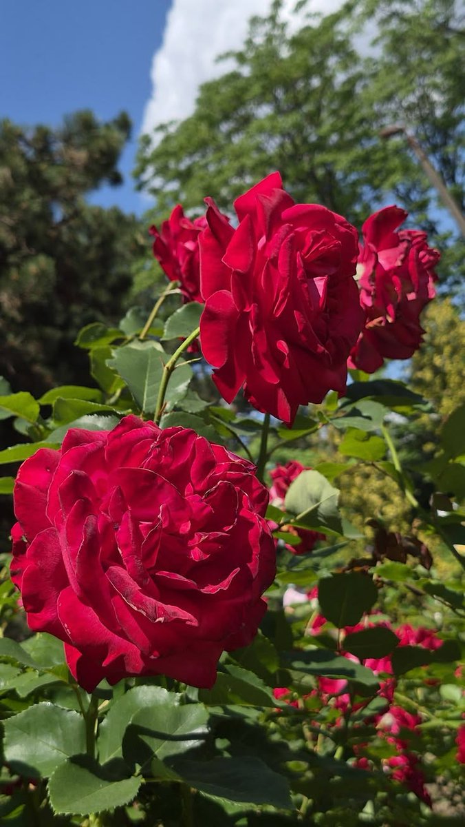 raducu_nicoleta's tweet photo. 🌹🌿🌹Happy Monday 🌹🌿🌹 https://t.co/vUKcBSMmbt