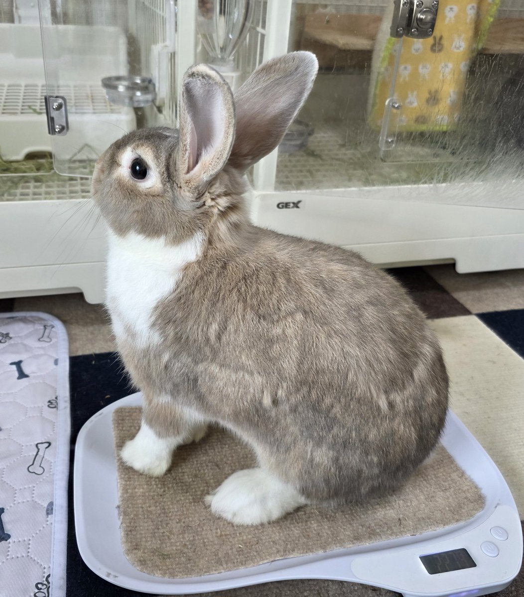 こんにちは☀🐰🐰🐰🐰 #うさぎ