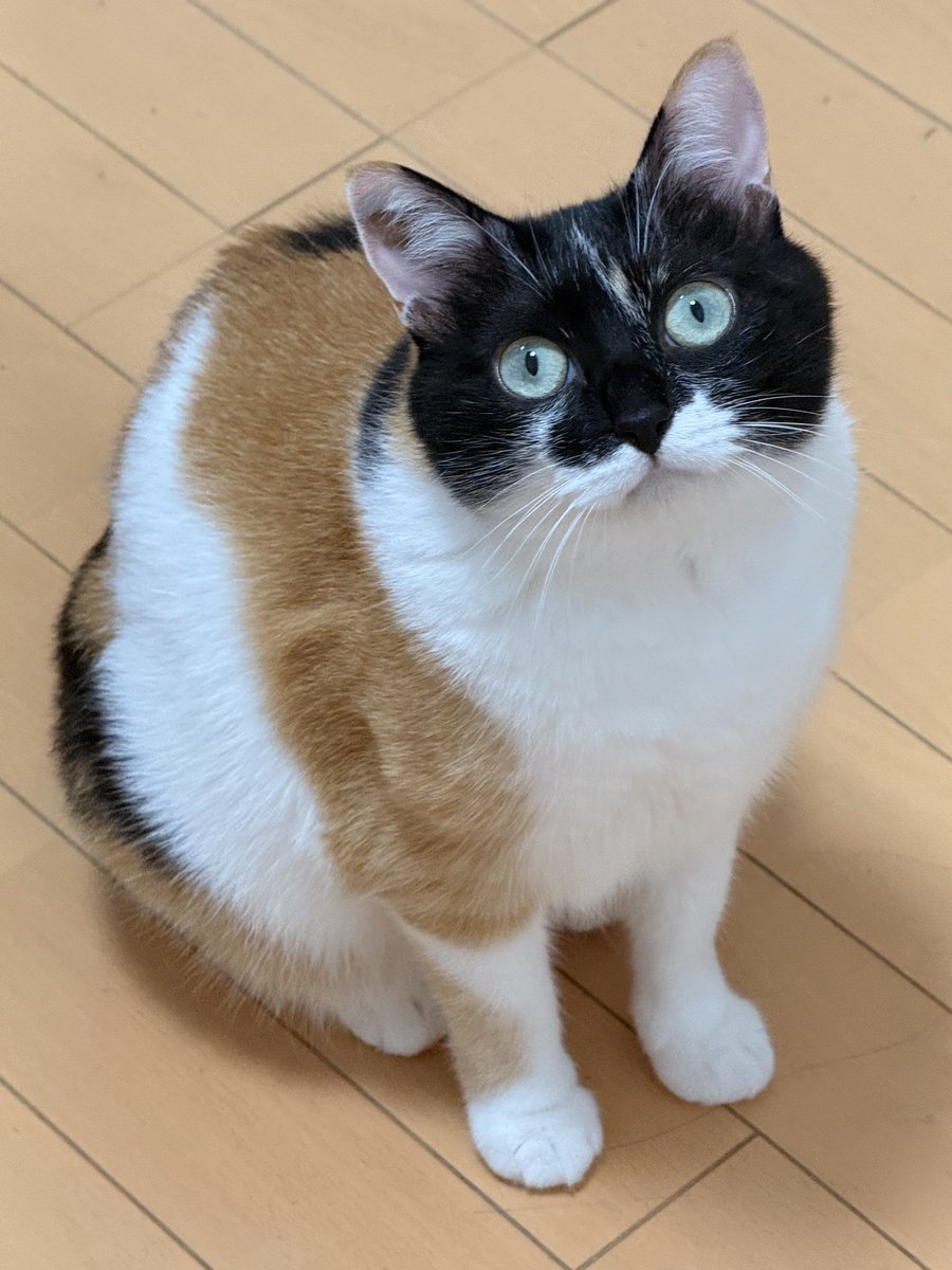 asjSvnCZl18wKXM's tweet photo. つやつやもっちり https://t.co/cBp9xbsR1z