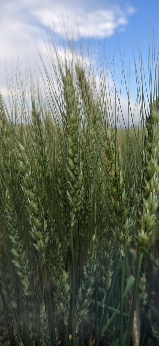twostarfarmer's tweet photo. #sundayscout https://t.co/JFp3fsQiyI