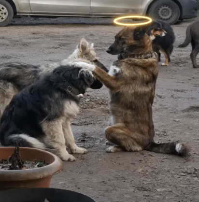 B3zzos's tweet photo. Baba the dog preist sounds better https://t.co/WetYlt3jqy