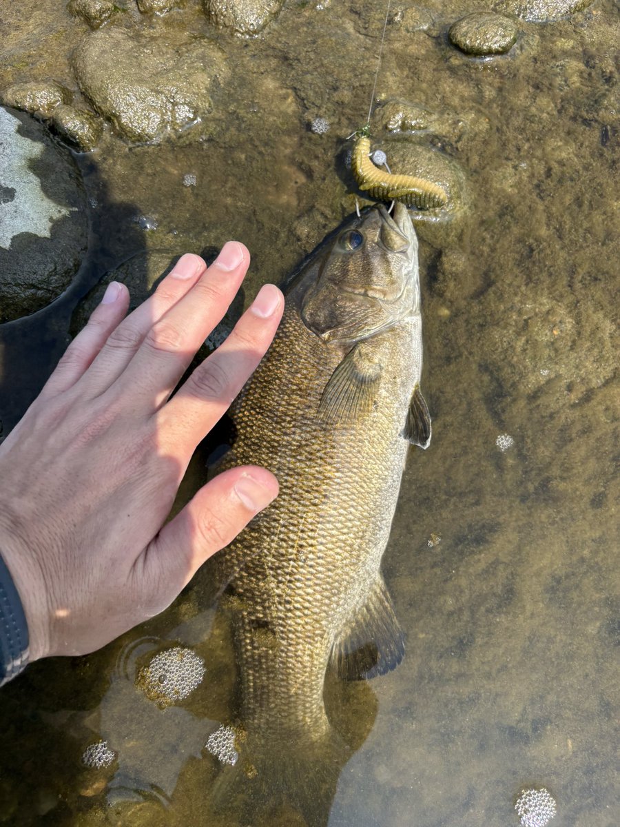 MCREEK3's tweet photo. こんなんばっかり七匹
濁りパワーでデカバス期待したのに、、 https://t.co/3vB2fUSswU