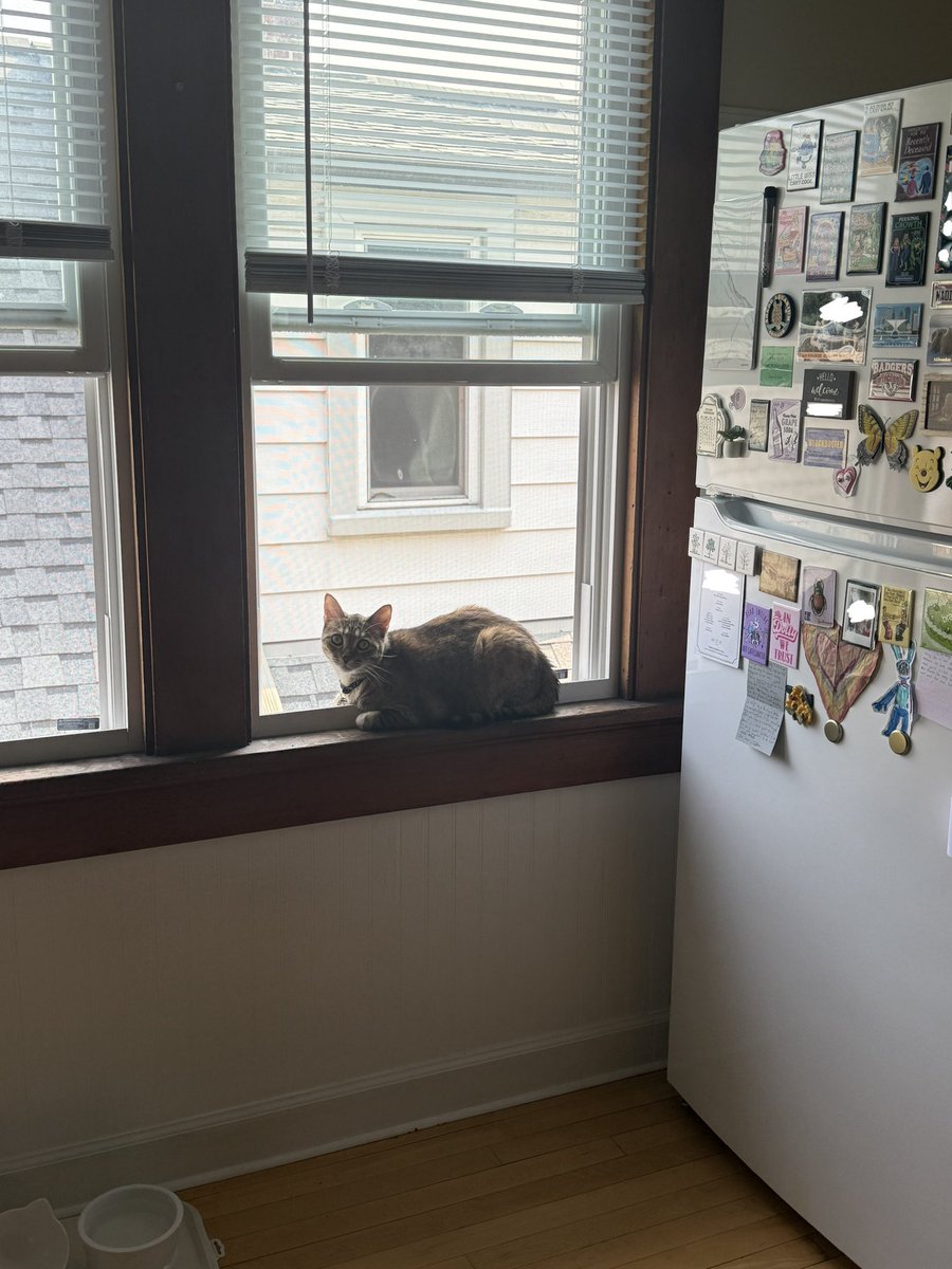 mayitbemercury's tweet photo. just moved into a new apartment and my little girl is already getting comfortable 🥹 https://t.co/da5XLAkmPN