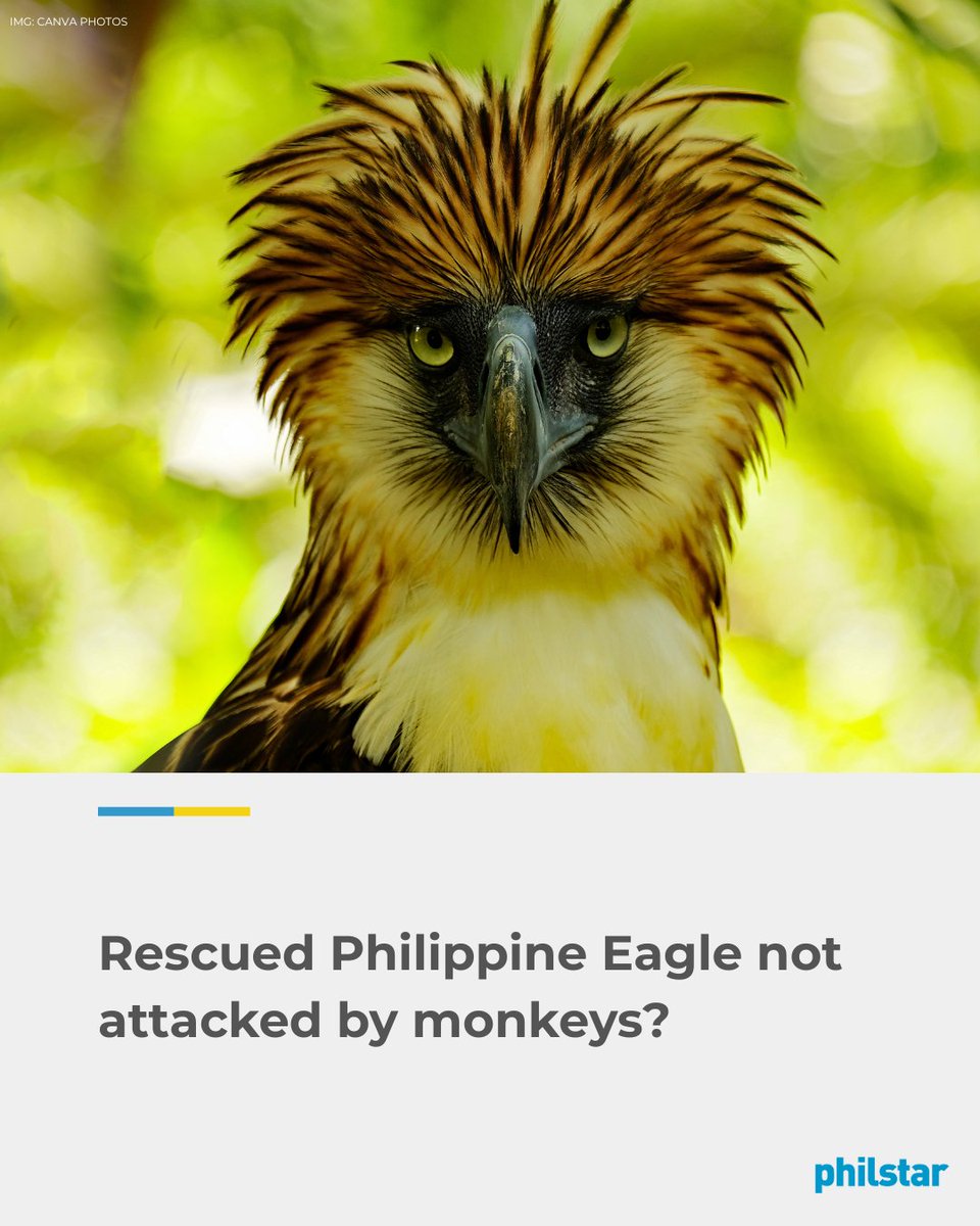 PhilstarNews's tweet photo. WHAT REALLY KILLED THE EAGLE?

The Philippine Eagle rescued in Bukidnon was not attacked by monkeys, contrary to initial claims, according to a necropsy conducted after the raptor's death.

The Philippine Eagle Foundation said veterinarians found no fresh injuries or internal bleeding consistent with a recent monkey attack. Instead, the eagle showed signs of prolonged illness and old injuries, including two airgun pellets lodged in its body.

Read: https://t.co/FjEcae0TCx