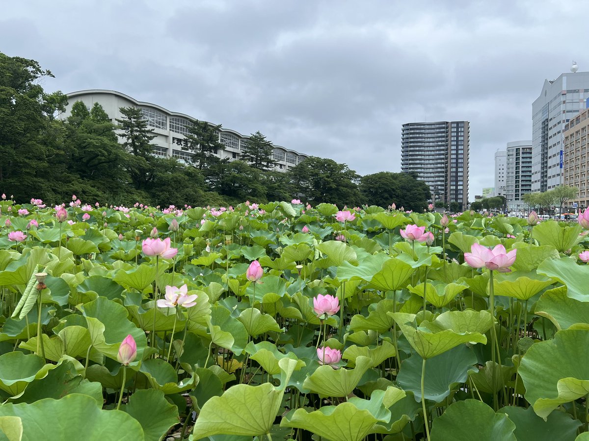 akai_sendai's tweet photo. 千秋公園回ってきましたが広すぎましたわ。 https://t.co/TNW4ivX1KU