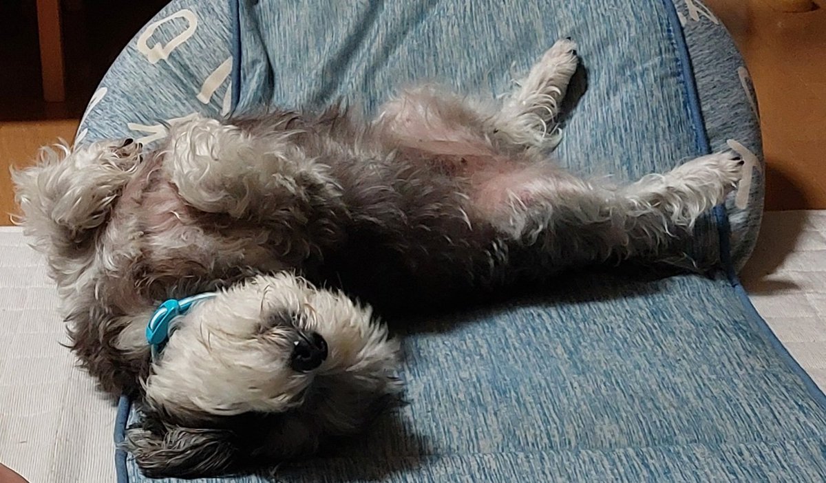 maru0___0maru's tweet photo. お休みの日はゴロゴロするにかぎるよねー。ま、いつもだけど🐶 https://t.co/tb0GpJXhen