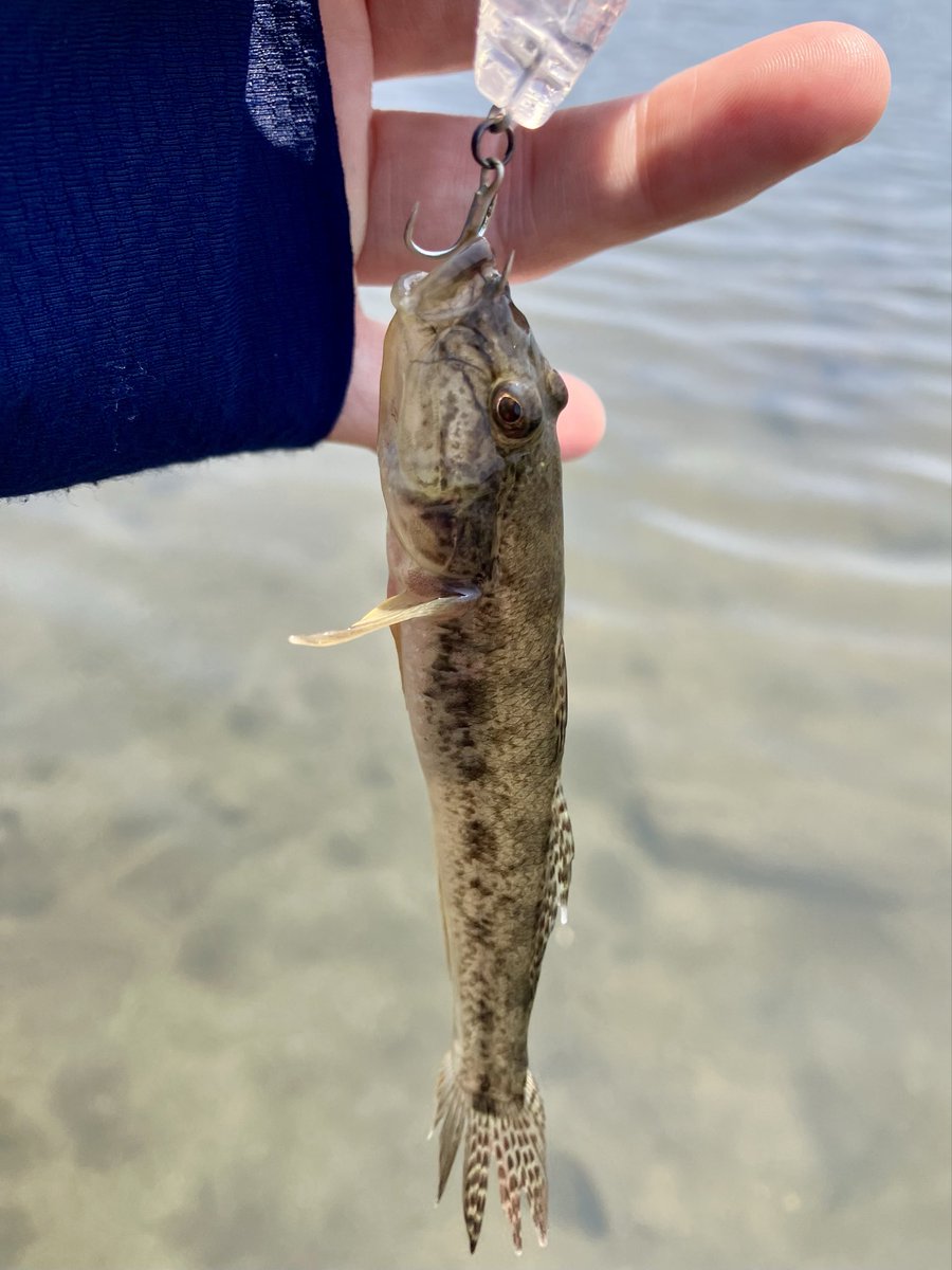 Red_Haro's tweet photo. 別の魚種を狙っての釣行だったけど、反応皆無😑
流木に沿ってワームズル引きしたら何かが追ってきたので、たまたま手持ちにあったダイソークランクで同じラインをトレースするとマハゼが釣れてくれた😆
ボウズは逃れた、ありがと〜😭 https://t.co/VyZrfTWCUM