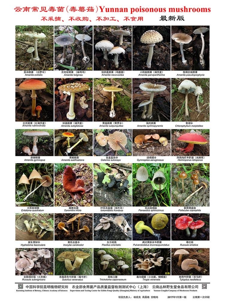 daffyhuang's tweet photo. Di China ada lelucon: 
cuma Tuhan, ahli jamur, dan orang Yunnan yang tahu jamur mana yang bisa dimakan mana yang enggak😆

Kok bisa sampai muncul lelucon seperti itu? 👇🍄

Yunnan bukan sekadar daerah yang banyak jamurnya. Provinsi ini memiliki kombinasi pegunungan, hutan subtropis, dan musim hujan yang menciptakan habitat ideal bagi jamur liar. 

Sekitar setengah dari spesies jamur liar yang dapat dimakan di China ditemukan di Yunnan, sehingga provinsi ini dijuluki “Kingdom of Wild Mushrooms” (野生菌王国).

Bagi masyarakat Yunnan, makan jamur liar bukan sekadar hobi, melainkan bagian dari budaya kuliner. Saat musim hujan tiba, banyak keluarga sengaja pergi ke hutan untuk memetik jamur, lalu memasaknya menjadi sup, tumisan, atau hotpot. Restoran-restoran pun mulai menawarkan menu khusus jamur musiman.

Namun di balik kekayaan itu, Yunnan juga memiliki banyak spesies jamur beracun. Yang membuatnya berbahaya adalah beberapa jamur beracun memiliki bentuk, warna, bahkan aroma yang sangat mirip dengan jamur yang aman dimakan. Perbedaan di antara keduanya kadang hanya terlihat dari detail kecil yang sulit dikenali orang awam.

Bahkan ada mitos yang beredar seperti “kalau dimakan siput berarti aman”, “kalau sendok peraknya berubah warna berarti beracun”, atau “kalau dimasak lama racunnya hilang”. Semua itu tidak benar. Racun pada banyak jenis jamur tidak bisa dideteksi dengan cara-cara tersebut dan sebagian tetap berbahaya meski dimasak berjam-jam.

Setiap musim hujan, rumah sakit di Yunnan hampir selalu menerima pasien keracunan jamur liar. Gejalanya tidak selalu sama. Ada yang hanya mengalami mual dan muntah, ada yang mengalami halusinasi hingga melihat benda-benda yang sebenarnya tidak ada, dan pada kasus paling berat racunnya dapat merusak hati, ginjal, bahkan menyebabkan kematian.

Yang paling best seller ke luar Yunnan sih spesies jamur buat halusinasi xixixi

Karena itulah pemerintah China setiap tahun rutin mengeluarkan peringatan agar masyarakat tidak sembarangan memetik atau membeli jamur liar yang tidak dikenali. Di media sosial China pun selalu bermunculan berita dan video edukasi tentang jamur beracun setiap memasuki musim hujan.

Lalu kenapa ada lelucon bahwa “cuma Tuhan, ahli jamur, dan orang Yunnan yang tahu jamur mana yang bisa dimakan?”

Karena orang Yunnan memang hidup berdampingan dengan jamur liar sejak kecil. Banyak dari mereka belajar mengenali jamur langsung dari orang tua atau kakek-neneknya. Pengetahuan itu diwariskan turun-temurun, bukan sekadar hasil membaca buku atau mencari di internet.