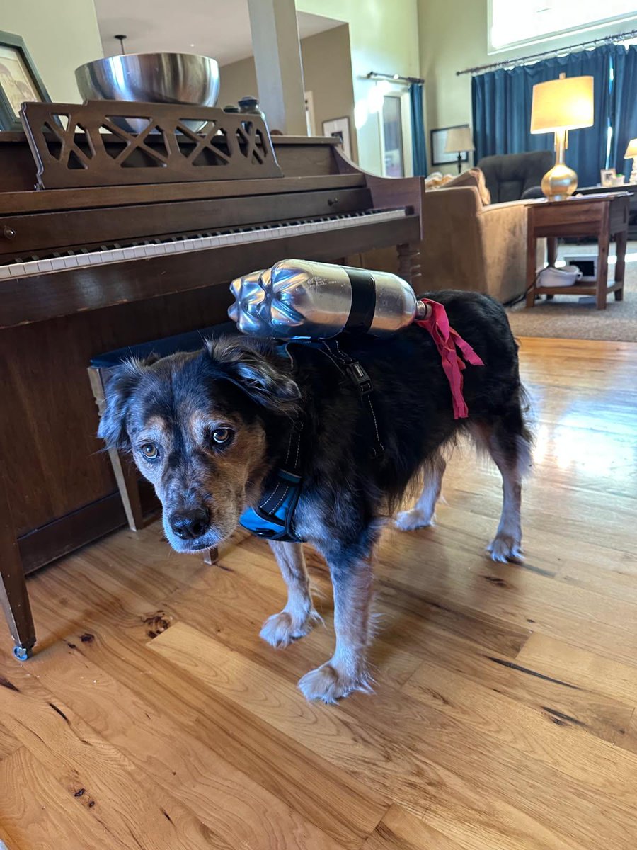 jamdajam7's tweet photo. @goingmad_alyn This reminds me of the Halloween costumes my mom made for our dogs last year https://t.co/Pw59rNWDDW
