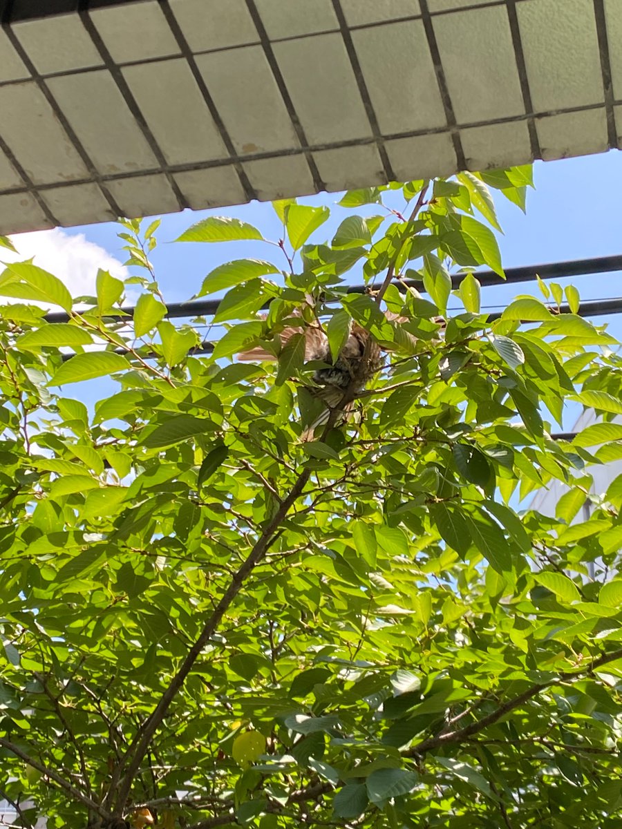 tree_mgs's tweet photo. 存在感なさ過ぎて鳥の尻穴激写できた。 https://t.co/OrkA7BIYX8
