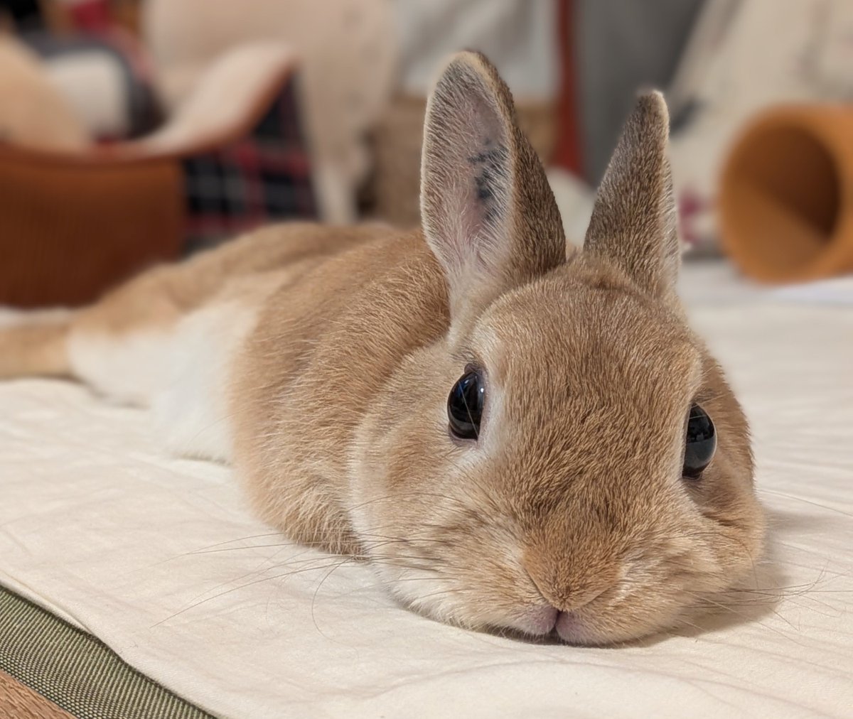 常にうさぎファーストなので、ダッシュで帰ります💨