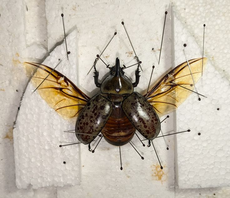 greatest_f00l's tweet photo. null leader spoke who does insect pinning on jamato as a punishment thinks https://t.co/0tWRlcRA9r