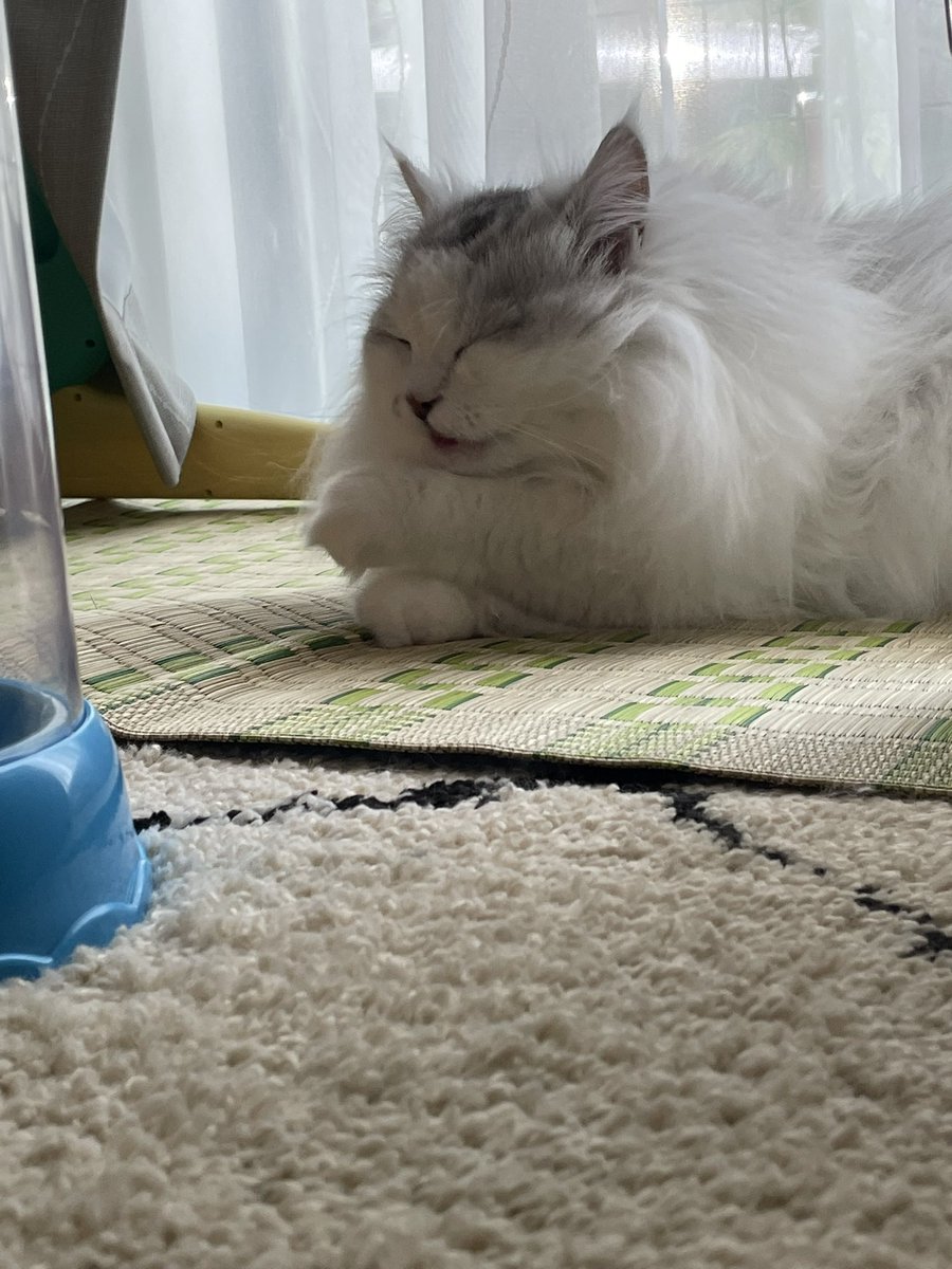 howarohan1124's tweet photo. お顔ゴシゴシ🐈 https://t.co/018ba4GW5V