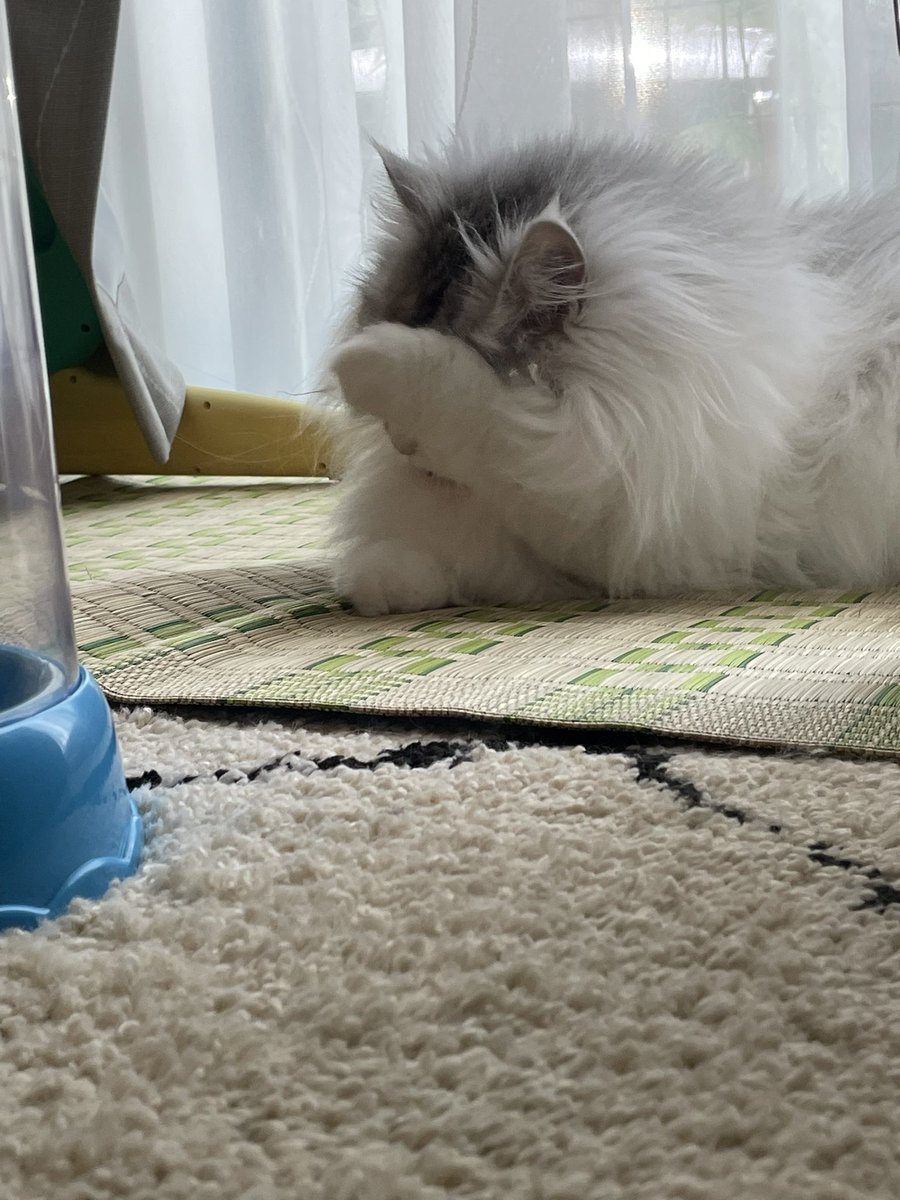howarohan1124's tweet photo. お顔ゴシゴシ🐈 https://t.co/018ba4GW5V