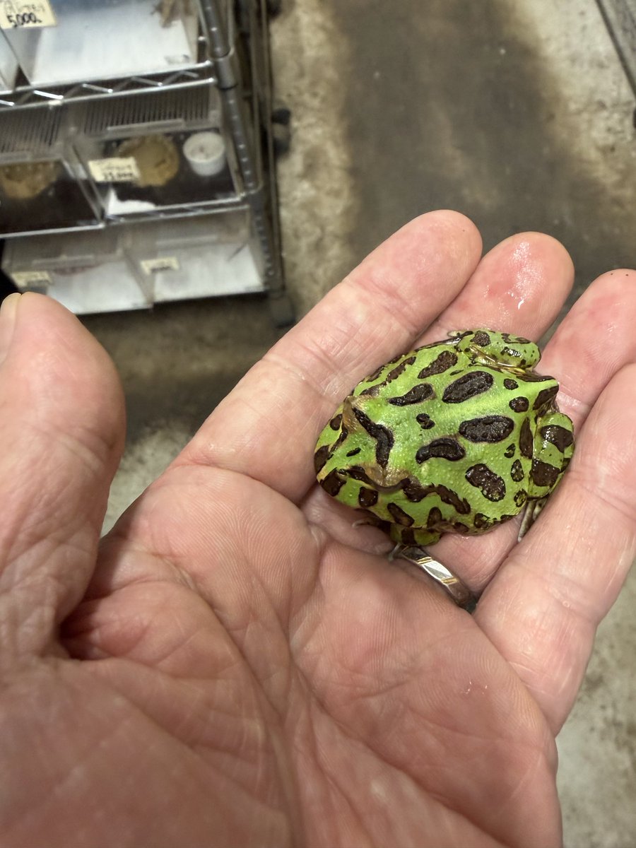 longtail_2022's tweet photo. 皆様、こんにちは😃
生体紹介は、クラウェルツノガエル　ペパーミントです🐸
コオロギを食べてます🐸
飼育しやすい個体です。
20時まで営業してますので、皆様のお越しをお待ちしております🐸🐢🐍🦎 https://t.co/gAn3X8G5S1