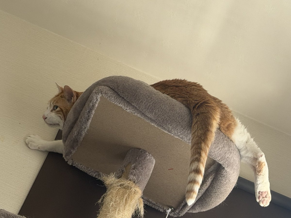 Ame_359's tweet photo. 全てがはみ出てる #猫可愛い https://t.co/zdmJXMrMzo