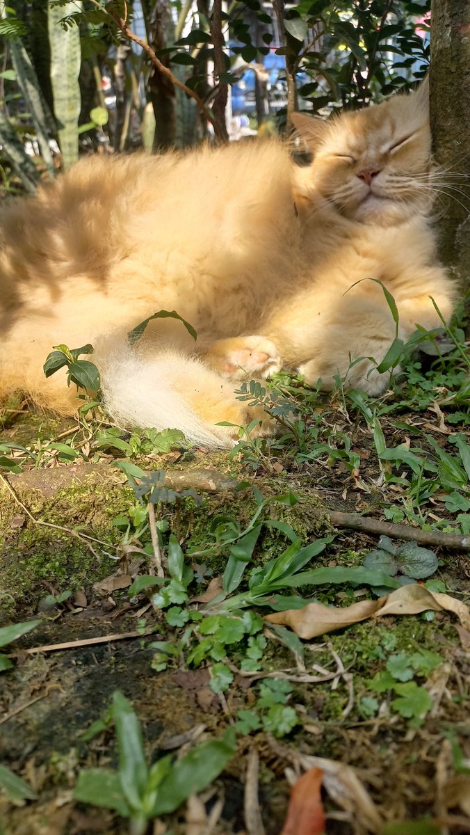 milo_kedi's tweet photo. Sun bathing https://t.co/NqgQRP9NIz