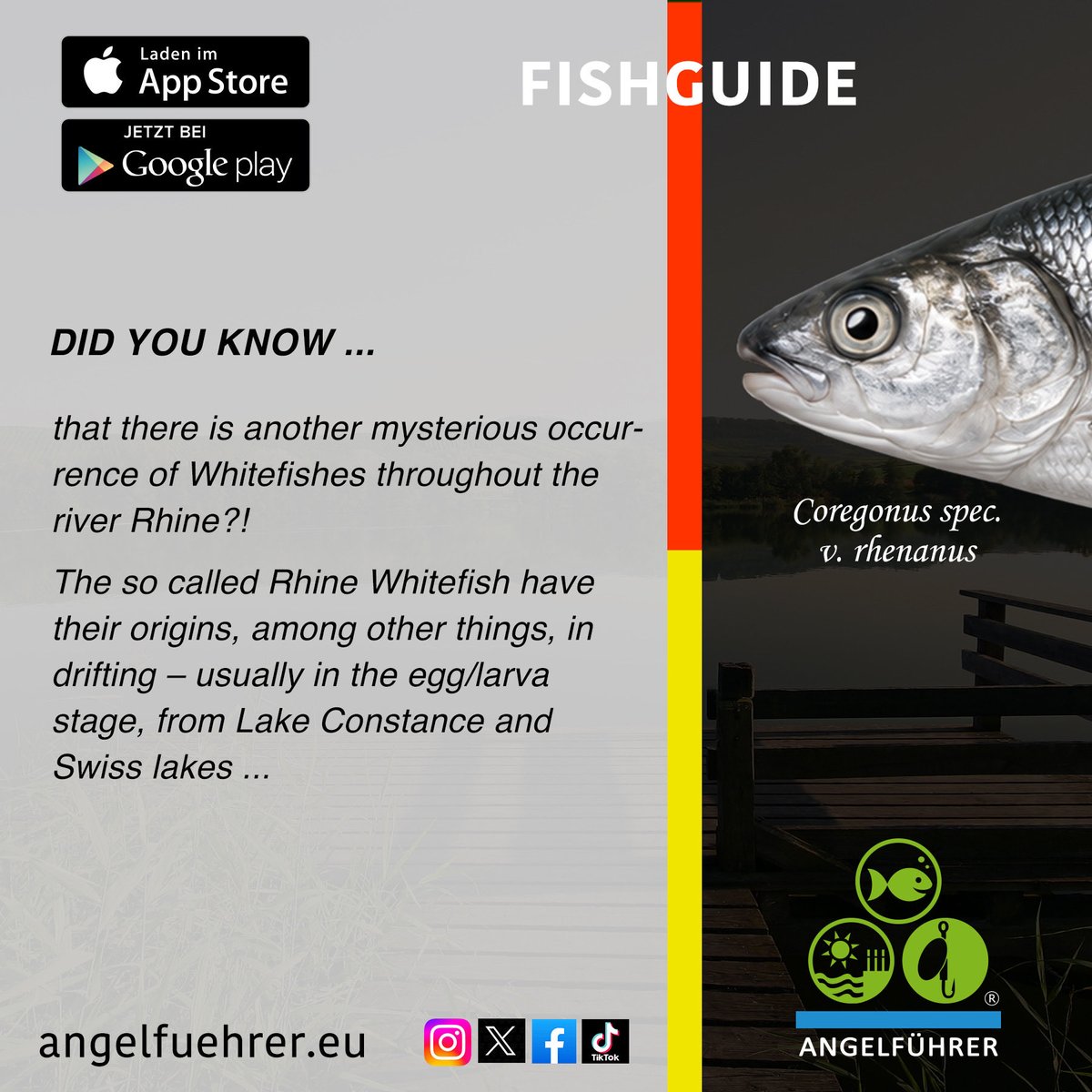 FishguideGer's tweet photo. Mehr Infos zum #Maifisch #AllisShad (Alosa alosa) sowie den allgemeinen Schonzeiten und Mindestmaßen deines Bundeslandes, in der FISCHFÜHRER-App im Apple AppStore bzw. bei Google Play oder über https://t.co/6BYK7IZ1Ts
Deutsch und Englisch
#Fische #fish #Angeln #fishing https://t.co/CoqnafSFJV