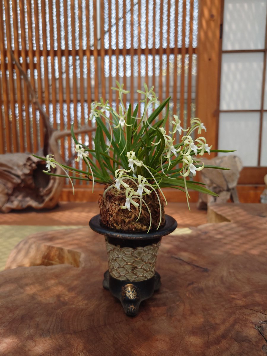 富貴蘭 緑花の銘品「翡翠(ひすい)」