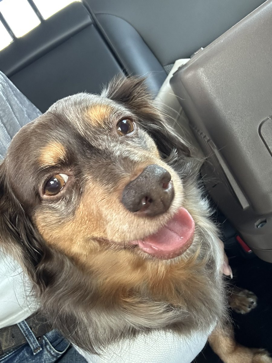 yuphoria_07's tweet photo. ひちゃちぶりだな🐶 https://t.co/Pjlzc7TuyO