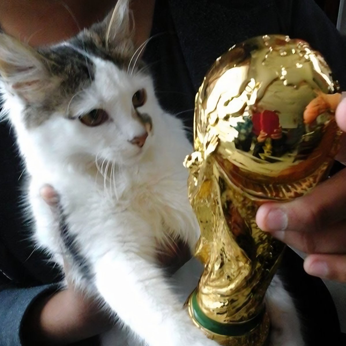 emdubbiw's tweet photo. FIFA CUP เหมียวมาก ₌᳐⦁֊⦁₌᳐੭🏆🐾🤍 https://t.co/Vn1eY1t9mq
