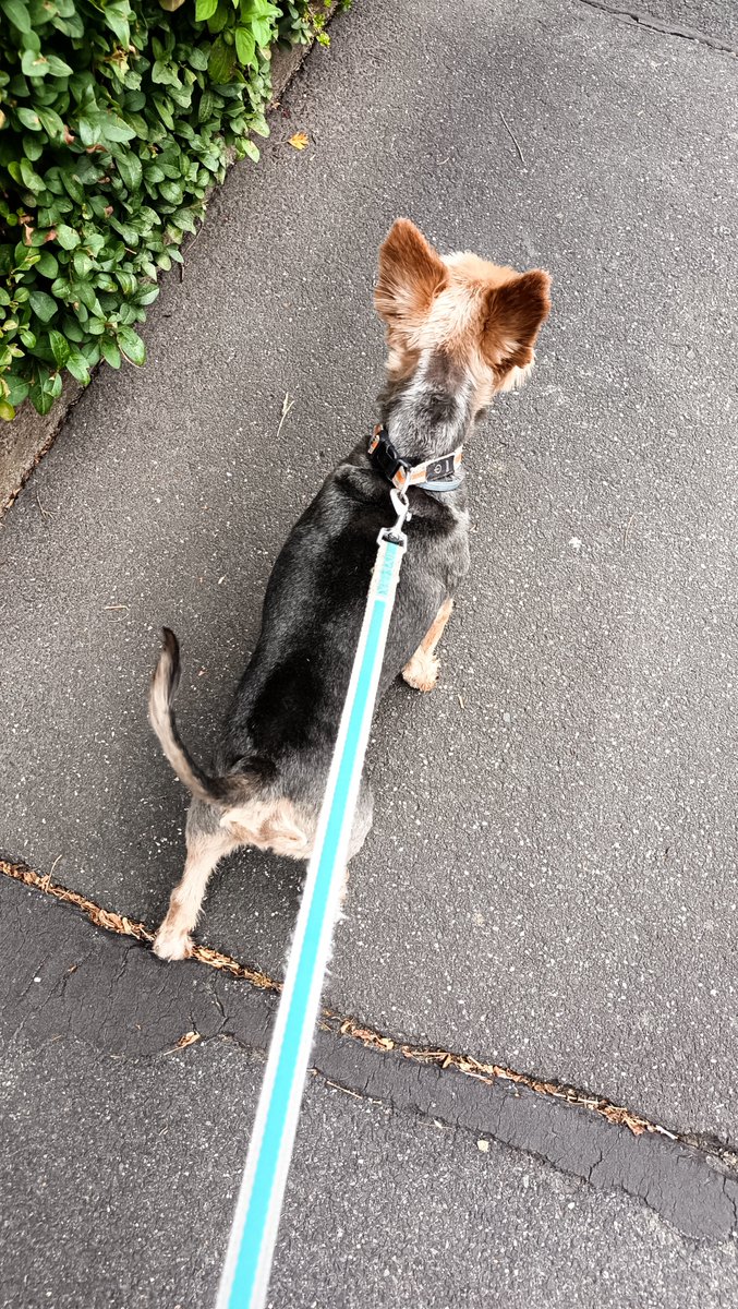 DanyBaumarkt's tweet photo. Morgens halb sieben in Deutschland
#BettyundBenny #Gassigehen #Hunde https://t.co/OwVF4mXJES