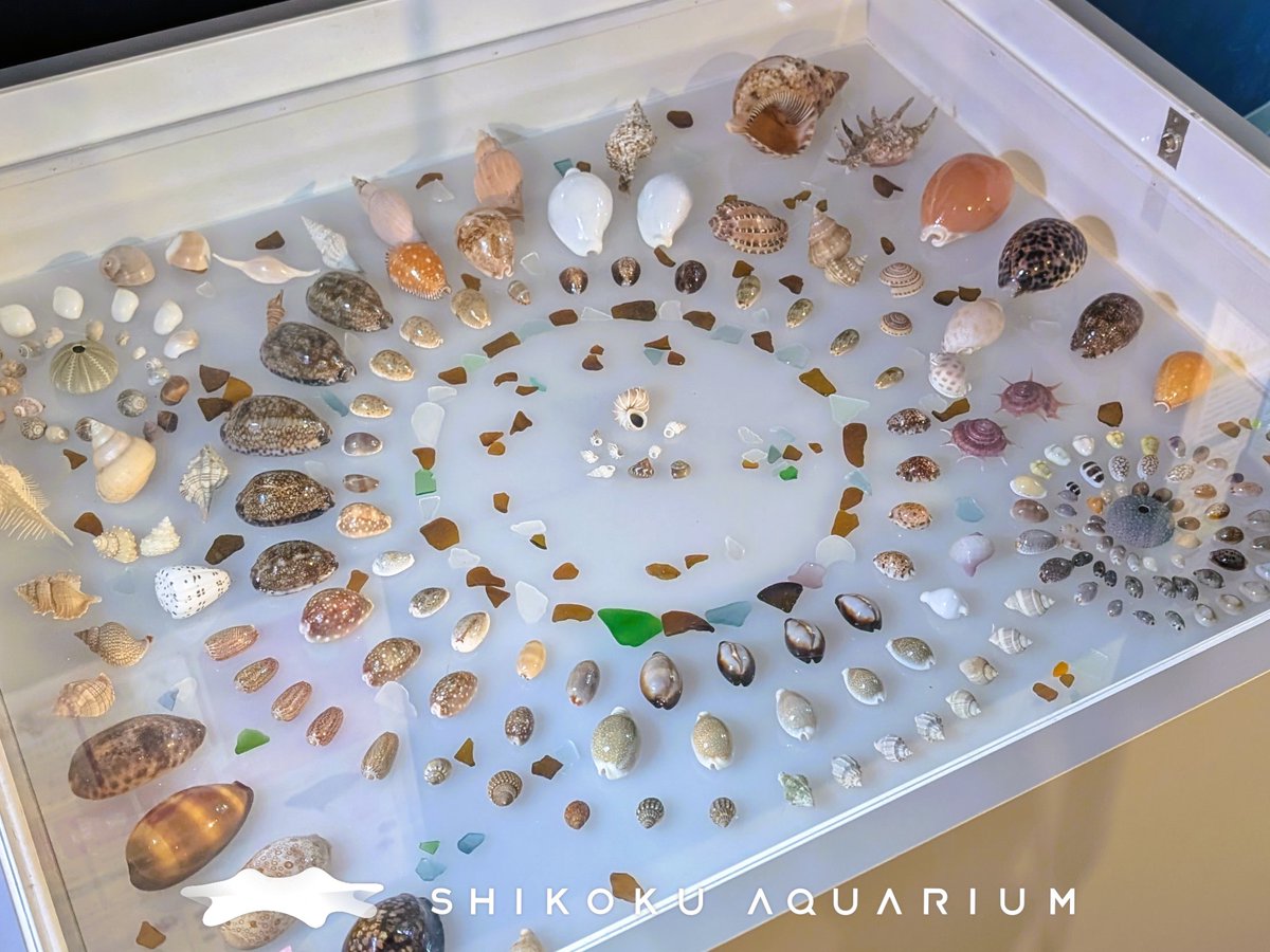 shikokuaquarium's tweet photo. ミニ企画展『海からの贈り物〜四国の巻貝〜』開催中🐚

四国で拾うことができる巻貝を紹介しているよ。
貝好き飼育スタッフさんの貝殻標本はとってもキレイだよ～😊

8/1（土）は父母ヶ浜で生きもの観察会をするよ！
現在、参加者ぼしゅう中だよ～！

詳しくはコチラ▼
https://t.co/SSgKVKfnm6 https://t.co/nttSPga91t