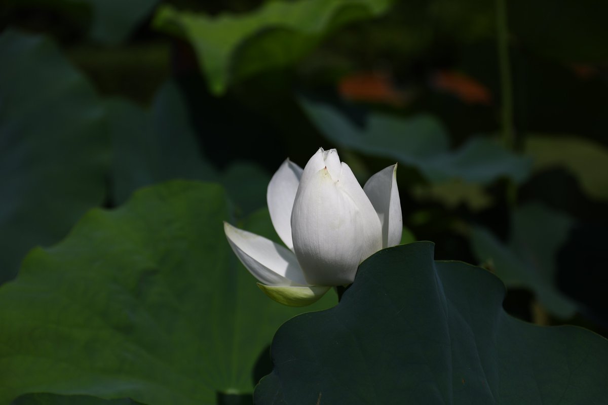 ParksJindai's tweet photo. 7/20　海の日　花蓮園　蓮の葉の海に浮かぶ白いハス
’金輪蓮（コンリンレン）’’白光蓮（ビャッコウレン）’’西湖蓮（サイコレン）’’白万々（ハクマンマン）’
どの白蓮がお好きですか♡　明日7/21は本日の振替で休園日です。明後日のご来園をお待ちしております。
＃神代植物公園　広報　#花蓮　#ハス https://t.co/qKdC8NM4CJ