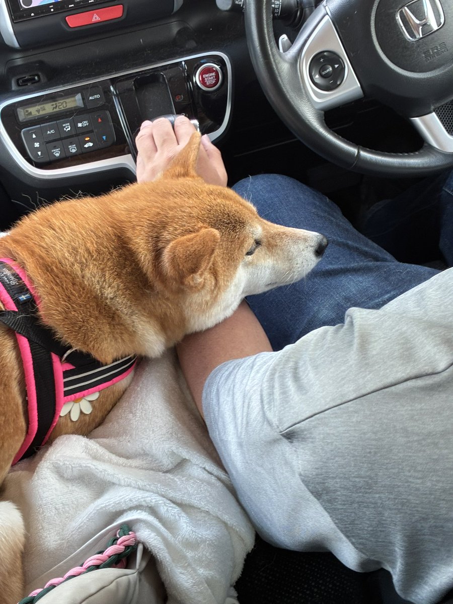 Hinata_sanpo's tweet photo. 運転中は腕枕やめてほしいかも🐕 https://t.co/kROCqLNFPB