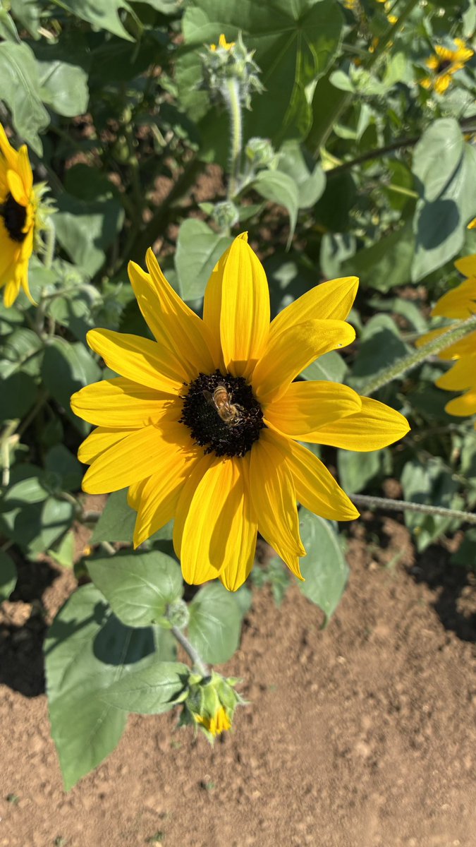 garitti2's tweet photo. タンポポ畑で見つけたｵﾄﾓﾀﾞﾁ https://t.co/3MLsVwSYgK