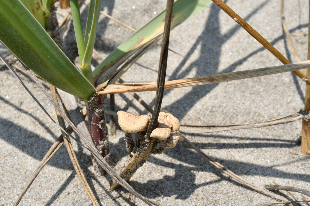 OpenSink's tweet photo. 20260720
イネ科植物（多分ハマニンニク）から発生するキノコ。
スナジホウライタケかな？カピカピの状態なのは残念だけど、発生場所がわかったから、次に期待。 https://t.co/xOkuFZE3gI