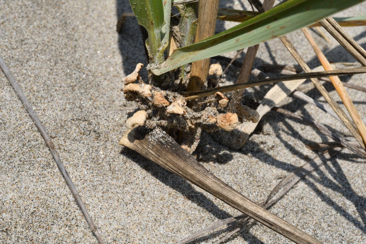 OpenSink's tweet photo. 20260720
イネ科植物（多分ハマニンニク）から発生するキノコ。
スナジホウライタケかな？カピカピの状態なのは残念だけど、発生場所がわかったから、次に期待。 https://t.co/xOkuFZE3gI