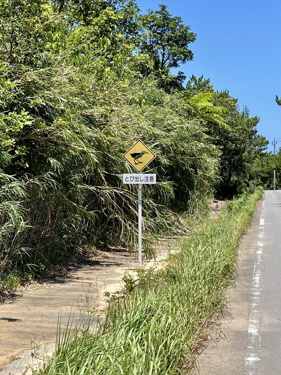 xtrail_GT's tweet photo. やんばるドライブ🚙
この後、まさか本物のヤンバルクイナを見ることになるとはこの時は思ってもいませんでした。突然の出会いにカメラも間に合わず🥺 https://t.co/pn0kP11IEl