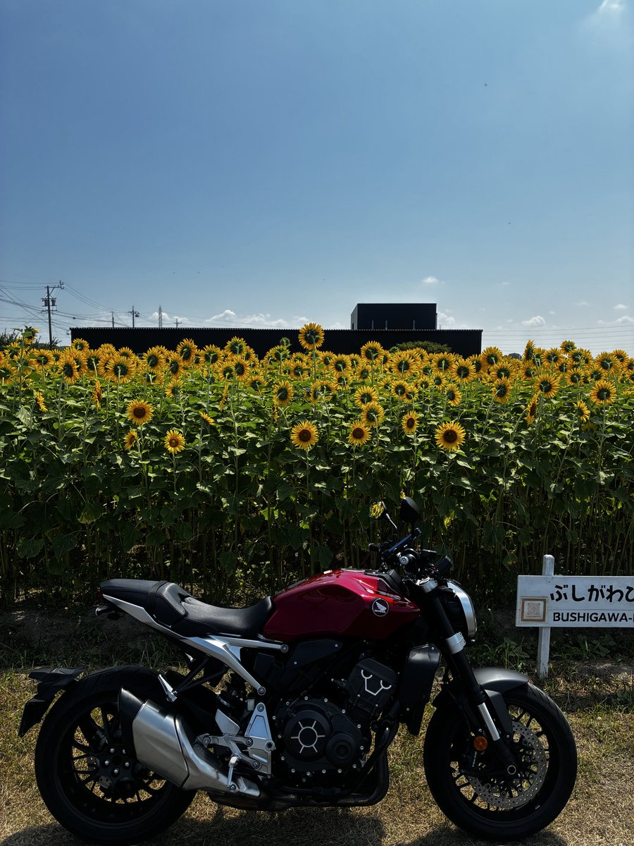 khiro50879744's tweet photo. 今日は向日葵を見て来ました🌻
祭日なので見物客も少しいました。
向日葵は「夏」って感じで良いですよね
ここから伊富岐神社経由で滋賀県へ！
鞍掛峠を走って帰りました☺️
さて、洗車でもしよっと✨ https://t.co/6XaTlPmolp