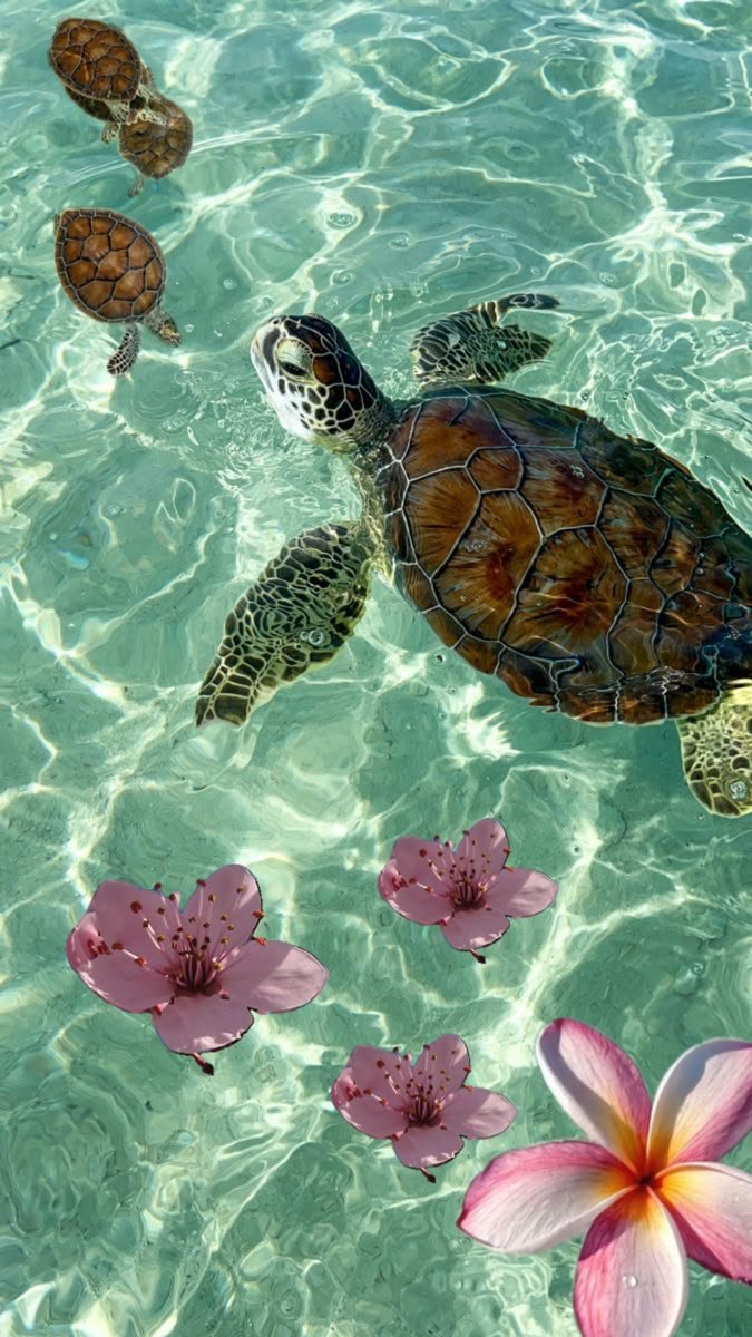 cozyycabin's tweet photo. Harmony of the Sea and Nature https://t.co/dr6ajAVPV6
