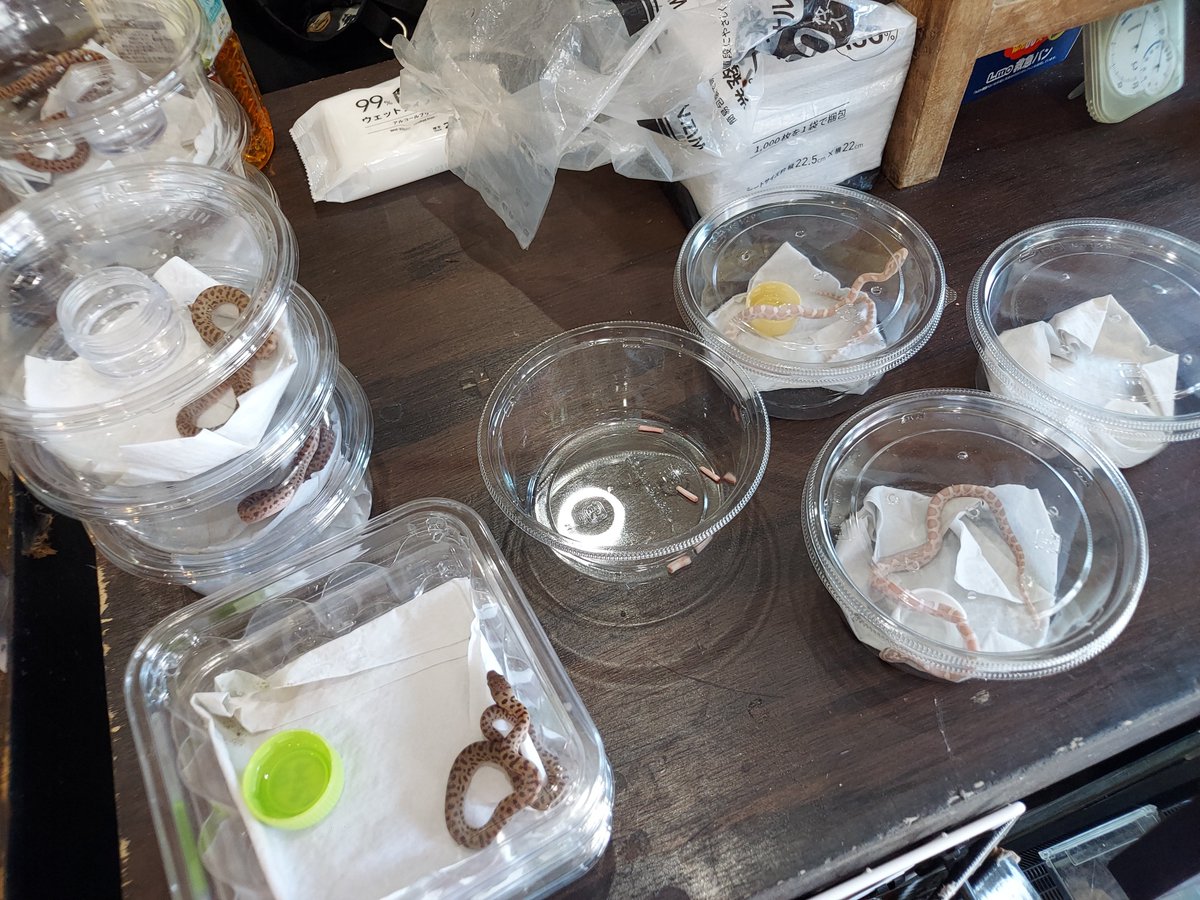 下取り引取り強化中🐍🐢🦎 ベビーが産まれて餌付いてなくても大丈夫