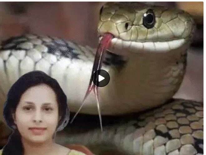 Shwetaraiii's tweet photo. छत्तीसगढ़ में 17 करोड़ का सर्पदंश घोटाला हुआ है, अजब गजब घोटाला हो रहा है भाई इस सरकारी सिस्टम में...बिलासपुर में सर्पदंश से मौत का फर्जी रिपोर्ट बनाकर 17 करोड़ से अधिक का मुआवजा घोटाला किया गया, सिम्स की तत्कालीन महिला डॉक्टर,SDM और तहसीलदार के 3 बाबू को गिरफ्तार किया है https://t.co/yl6dR1p2K9