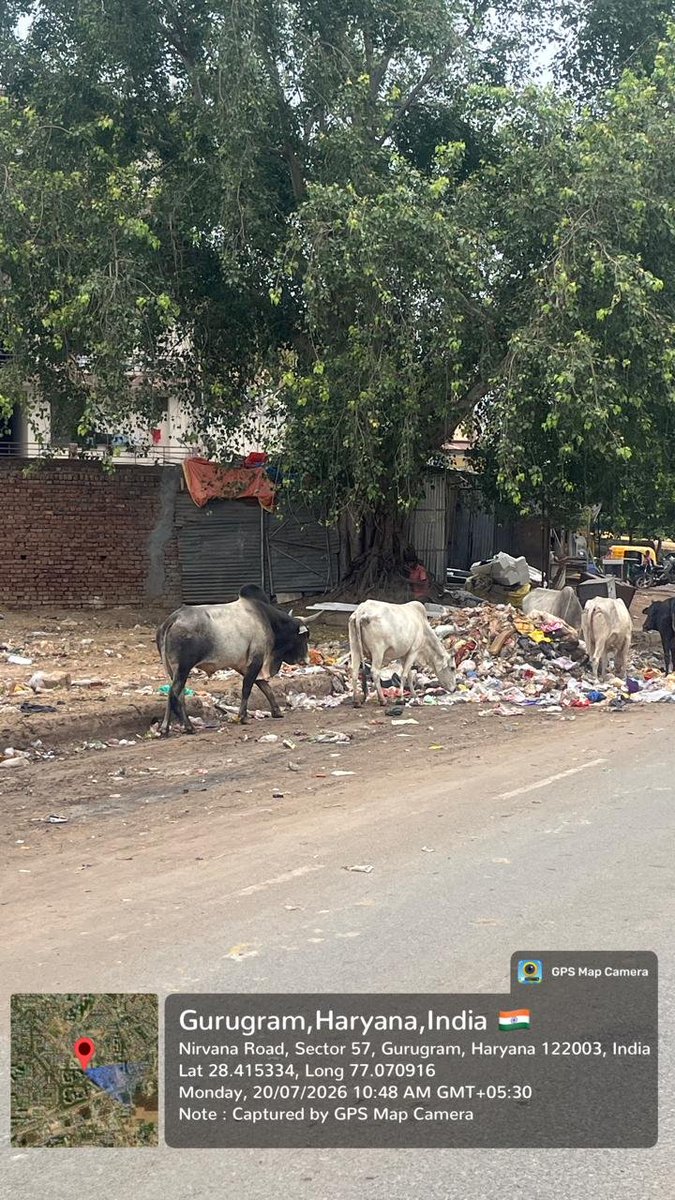 khushisinghal's tweet photo. @CPCB_OFFICIAL @MunCorpGurugram @pratham_vasisht @RaoNarbir @DC_Gurugram @CAQM_Official @MoHUA_India @cmohry @PMOIndia Dear @MunCorpGurugram kindly get the stray cattle picked up from this site. And until a permanent solution is developed, cleaning needs to be done everyday. Even on a Sunday. Monday morning mayhem is unbearable.
Thank you, @CPCB_OFFICIAL @CAQM_Official @DC_Gurugram @cmohry 🙏🙏 https://t.co/w5iEkR8R5h