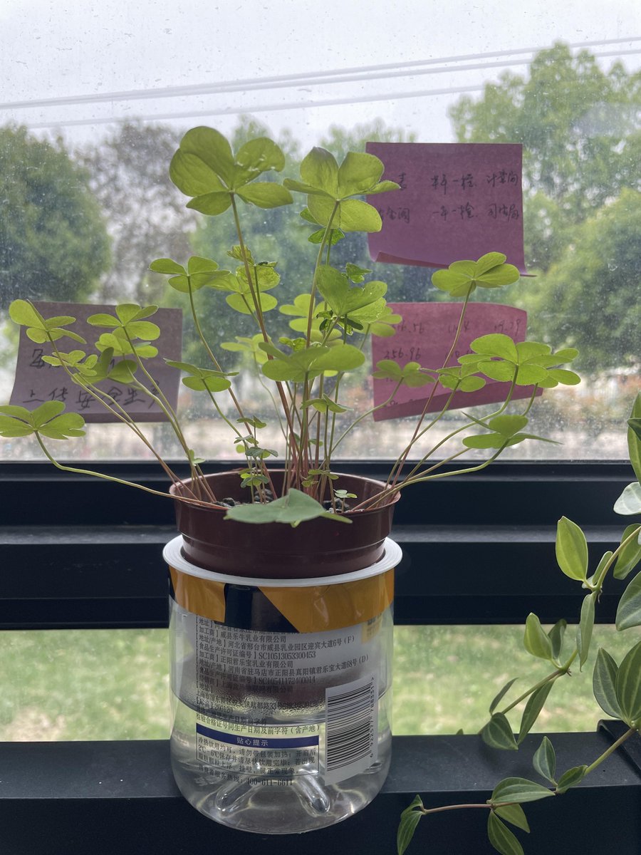 bawpx13515825's tweet photo. Life’s tiny win: Got my first plant after years of killing every one I touched. Turns out patience ≠ perfect, it’s showing up daily to water it. ， https://t.co/ko1777pfGp