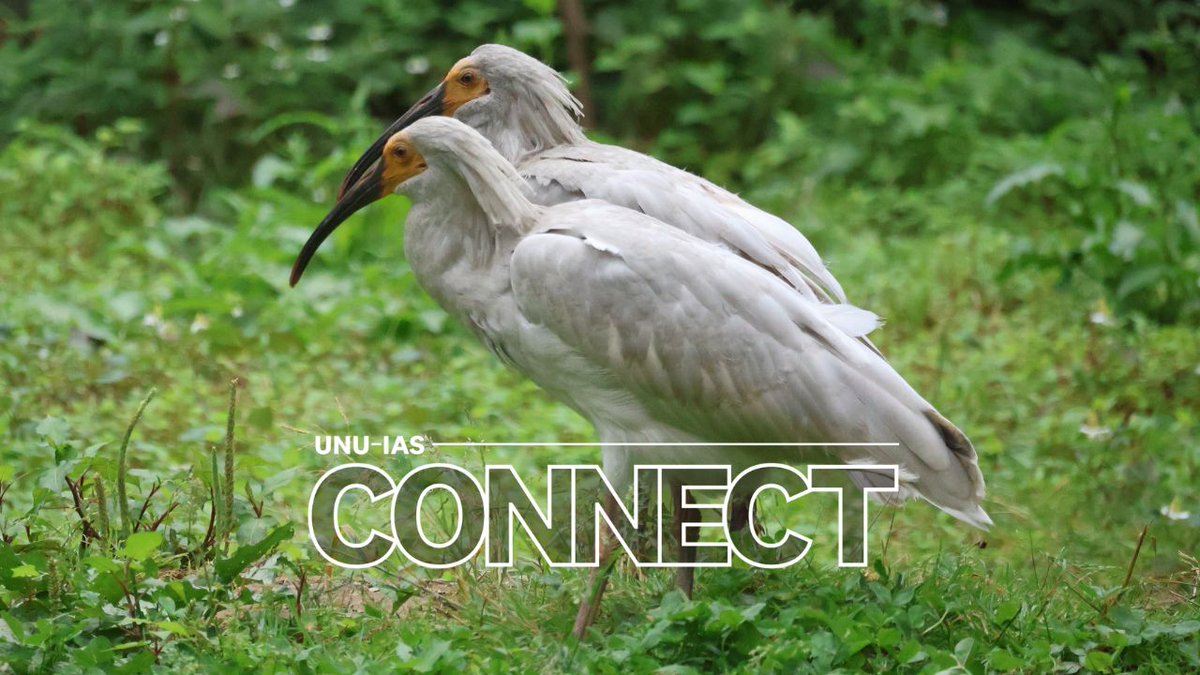 UN University – IAS tweet media