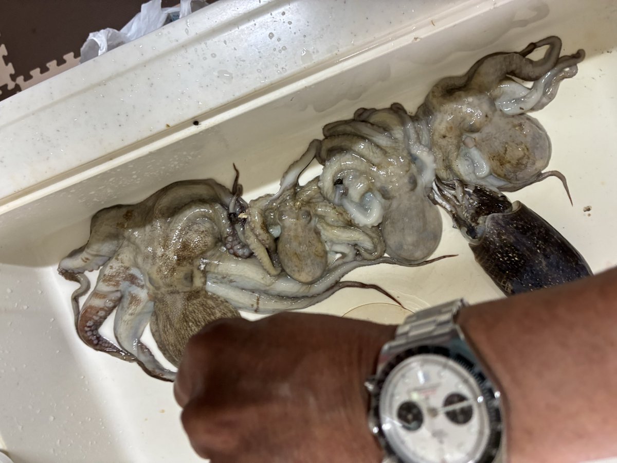 you75624381's tweet photo. おはようございます🙇
連休最終日！

雨も降らず猛暑の飯岡🥵🎣
タコ🐙大量！
イカ🦑 https://t.co/p0Nt1xBQnv