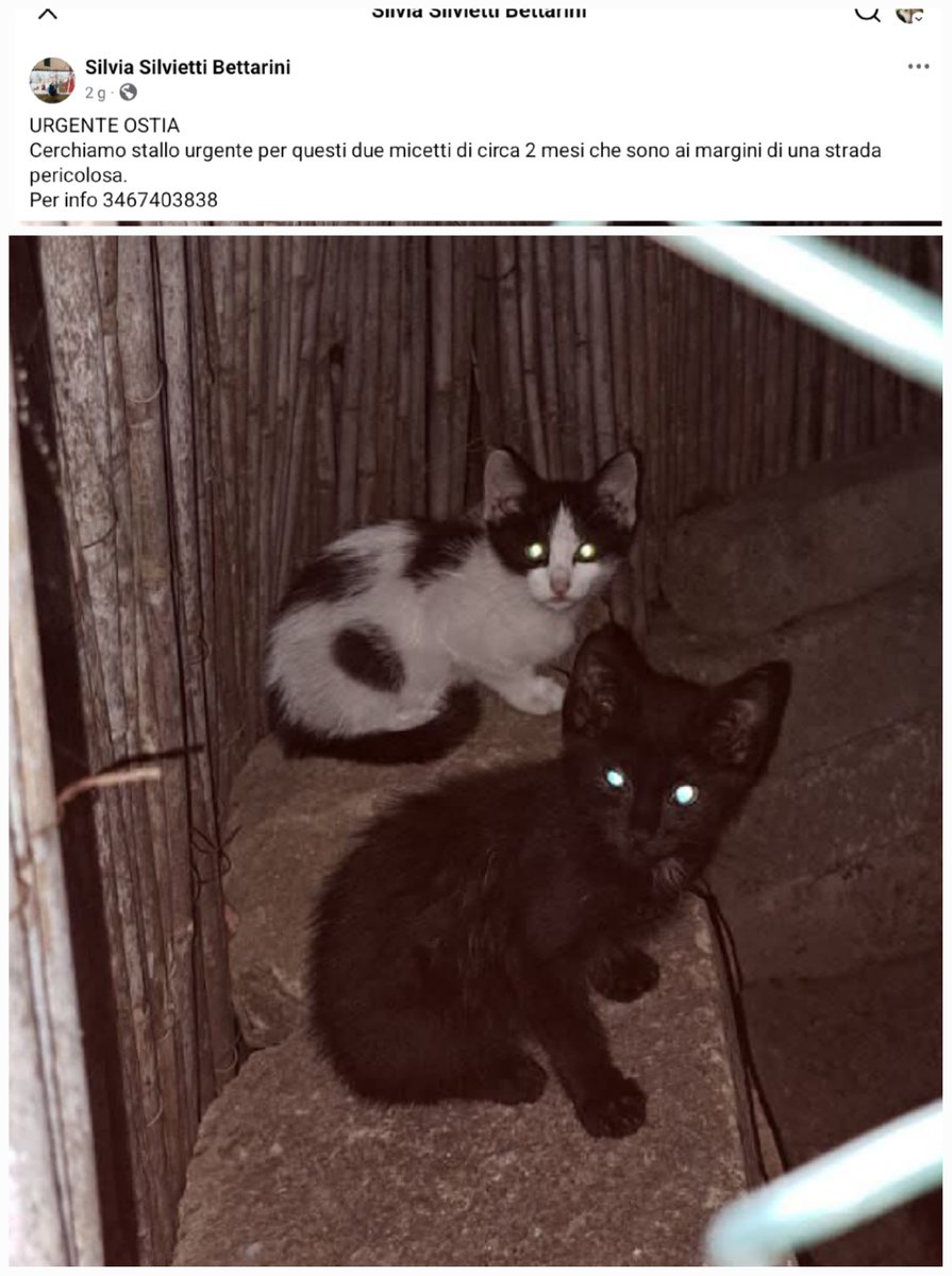 unonlus's tweet photo. 🆘️🆘️🆘️🙏🏻URGENTE OSTIA 
Cerchiamo stallo urgente per questi due #micetti di circa 2 mesi che sono ai margini di una strada pericolosa. 
#cercafamiglia
Per info 3467403838
#silvia https://t.co/syZ3mLNU2O