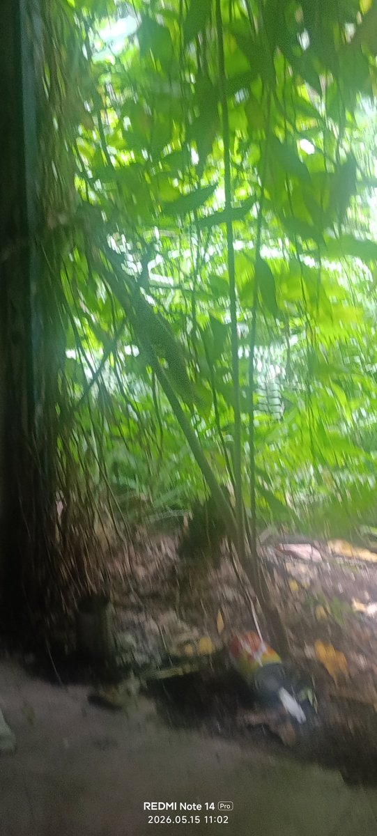 Slow_phil_357's tweet photo. Written in an abandoned house deep in the Malaysian jungle.
By a survivor with a titanium spine and zero filter.
Pure, raw, nonconformist storycraft.
The Alex Skibichewski universe is coming.
Are you ready? 📖⚡ https://t.co/dUgDvA2aKF
