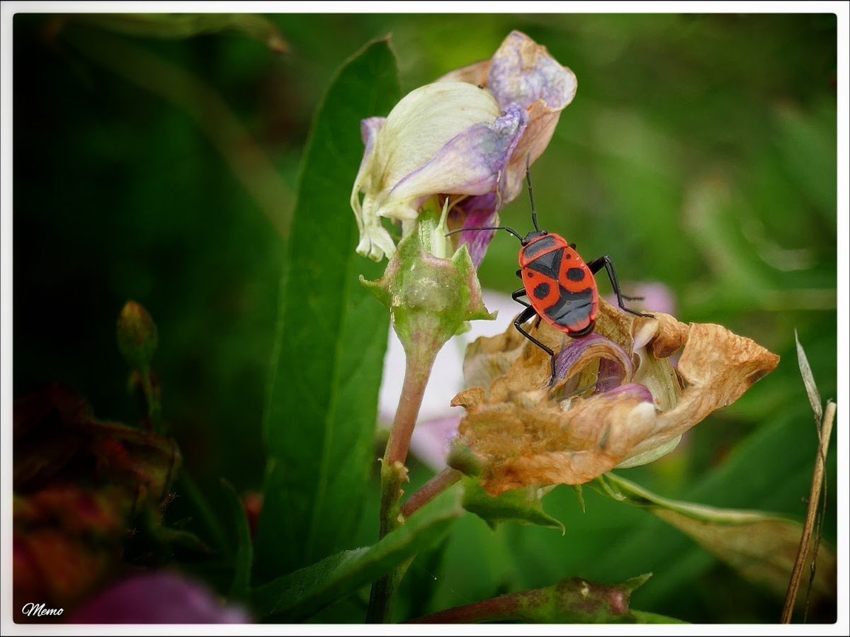Memo_Barlow's tweet photo. ≪ Schönheit am Wegesrand ≫
Nahaufnahme einer roten Feuerwanze auf einer vertrockneten Malvenblüte.
#photography #fotografie #foto #photo #postprocessed #myphoto #mywork #ownwork #nature #natur #umwelt https://t.co/DfbZ8UUL8N