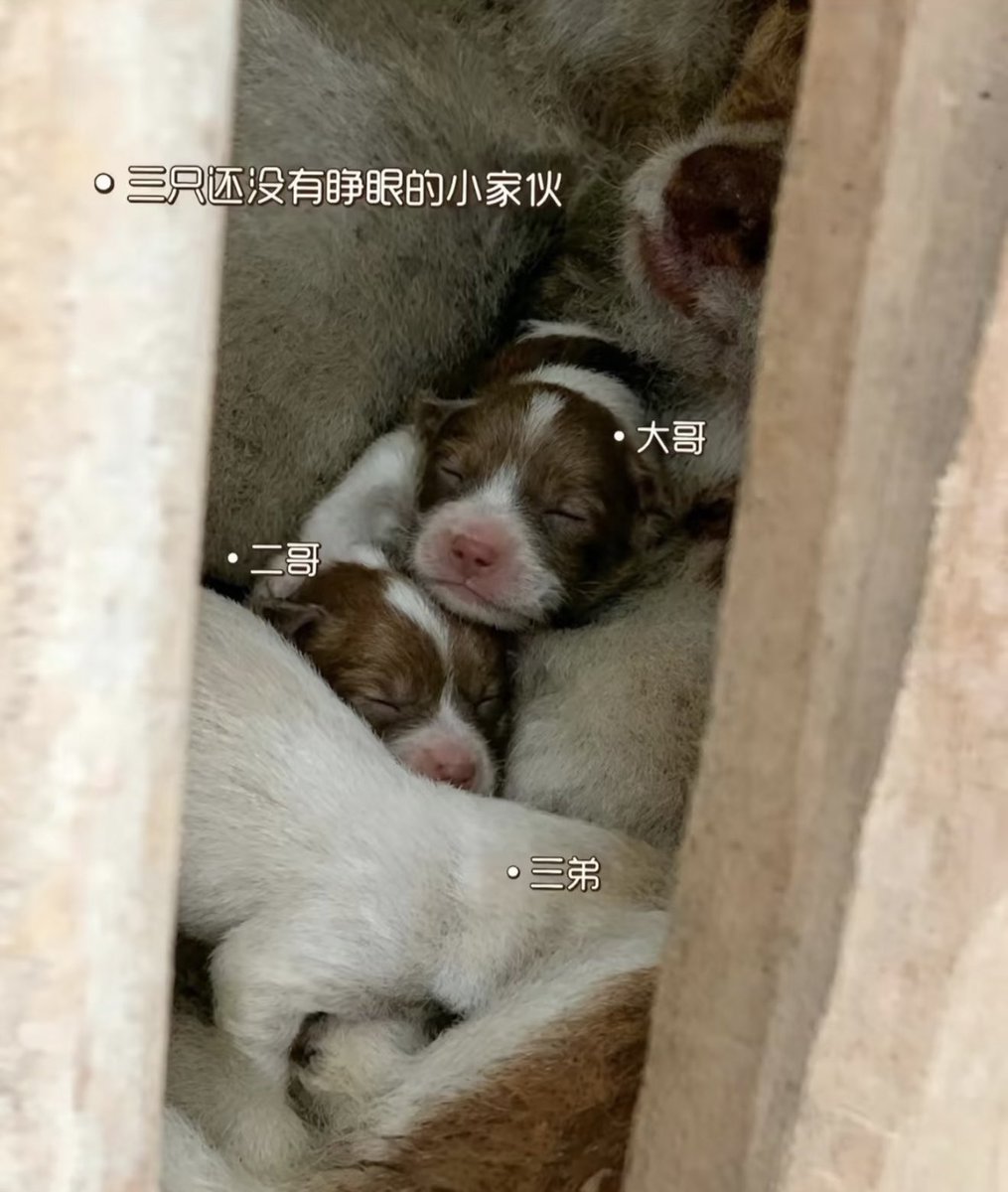 aaaalxscdm's tweet photo. HER BABIES barely two weeks https://t.co/lNDpGXe5n3