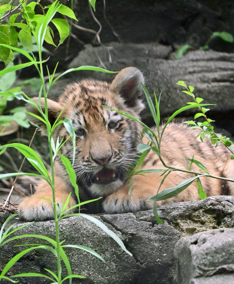 nanata35047722's tweet photo. ちびトラちゃん
#多摩動物公園 https://t.co/fXC9F173WF